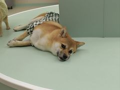 -怪兽屋·羊驼·猫咖·狗咖(俊华广场店)