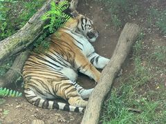 -大连森林动物园