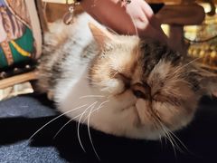 -more than meow吴止猫主题餐厅(承德 中船汇店)