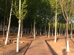 -东郊湿地公园