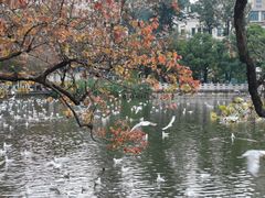 -翠湖公园