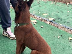 -趣多多宠物公园·宠物训犬学校·宠物寄养