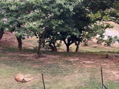 -深圳野生动物园