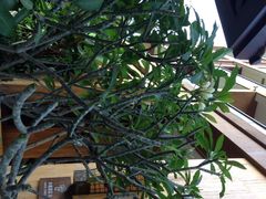 iphone_upload_pic-三亚湾红树林度假世界(木棉酒店)