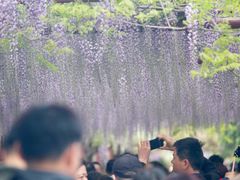 -嘉定紫藤园