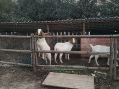 -思念果岭悦温泉