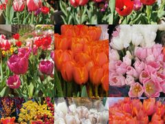 -溪岸路花鸟市场