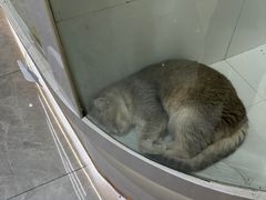 -1013 PET SHOP精品宠物商店(丁香店)