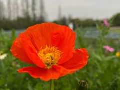 -花开海上生态园