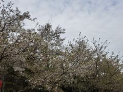 -樱花山风景区