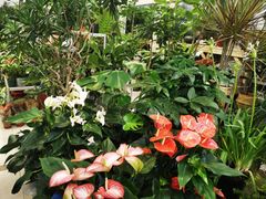 -双季花艺园艺市场(浦东店)