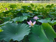 -莲花池公园