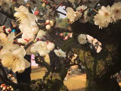 -香雪海
