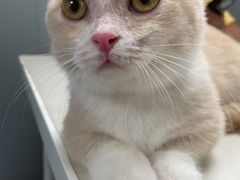 -伟伟宠物医院·CT影像中心·瑞派犬猫综合性门诊(汉口总院)