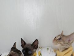 -Bastet sally猫舍购宠(静安店)