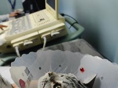 -纳吉亚猫专科动物医院·北北分院