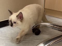 -瑞鹏宠物医院·普外科·影像科·皮肤科(城市山谷分院)