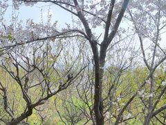 -苏州上方山国家森林公园