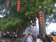 庙外大树-悦城龙母祖庙