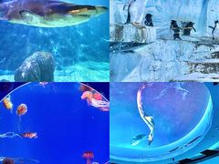 -海合安青岛极地海洋公园