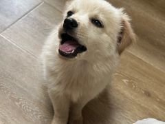 -派特宠物医院(圆融广场店)