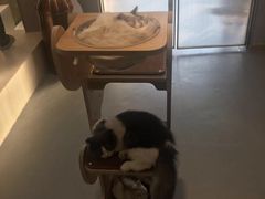 -飞行喵MR PILOT|猫舍·猫咖(静安大融城店)