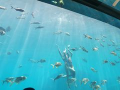 -瑞德姆美人鱼海底演艺主题餐厅(亚龙湾店)