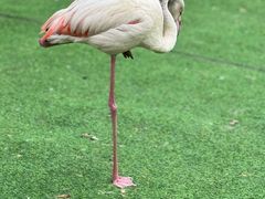 -广州长隆飞鸟乐园
