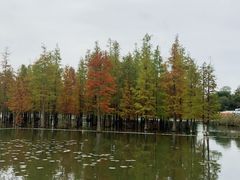 -白鹭湾湿地公园