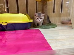 -momokira米努特·德文卷毛猫·棉花面纱犬