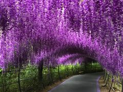 -大塘金香草谷