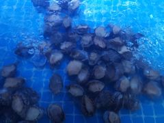 -特色酱椒鱼私房菜(黄鹤楼店)