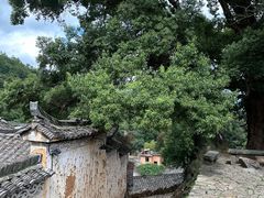 -杨家堂村