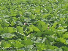 -莲池书院博物馆