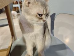 -豆逗聊愈猫阁Easy Life