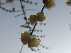 -南山植物园