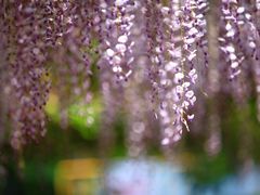 -嘉定紫藤园