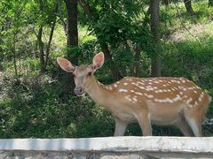 -大连森林动物园