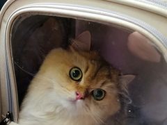 -纳吉亚猫专科动物诊疗中心(蒋宅口分院)