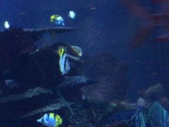 -迪拜帆船酒店海底餐厅