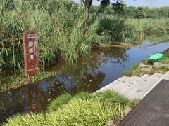 -长田漾湿地公园