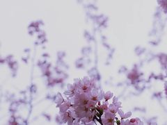 -高东镇樱花园