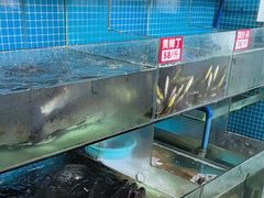 -费明中罗非鱼(大石坝店)