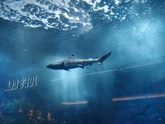 -迪拜水族馆及水下动物园