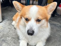 -小梁哥云吞面(黄贝岭店)