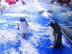 -芜湖新华联大白鲸海洋公园