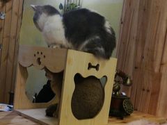-猫色咖啡·猫咖