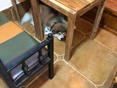 -李小姐の猫咖啡馆(五角场店)