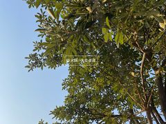 -白石龙音乐公园