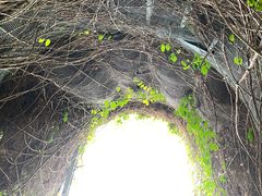 -东莞植物园